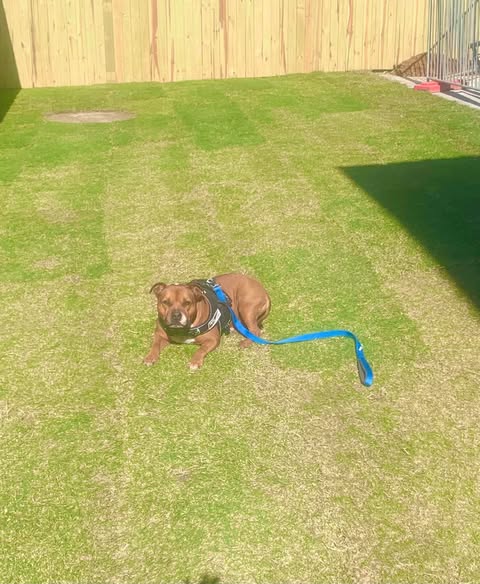 A soft, hard-wearing lawn the dog approves