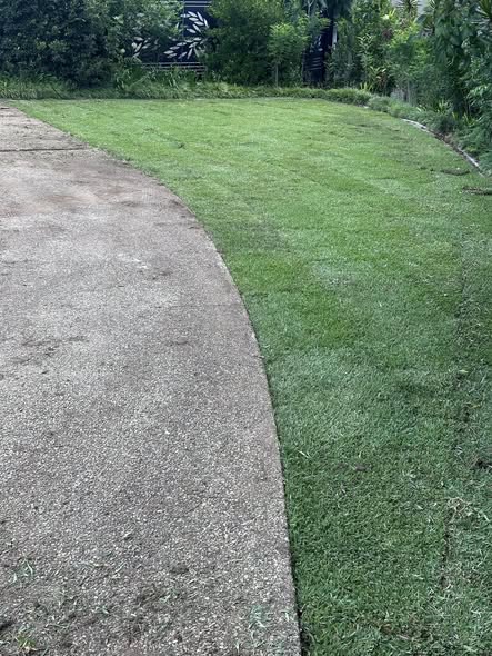 A freshly laid, lush green lawn curving along a driveway on the Sunshine Coast